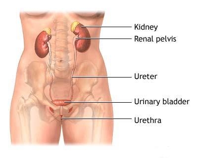 poza despre tractului urinar